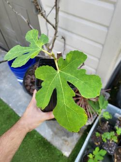 Scott's Black Fig