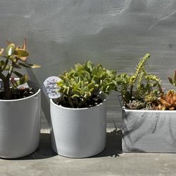 3 gift ready Succulent plants in white ceramic pots - Jade + more