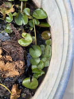 Lilly Pads