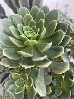 Suculenta Natural