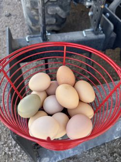 Free Range Chicken Eggs