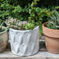 Succulent With Ceramic Pot