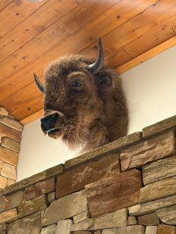 Buffalo mount