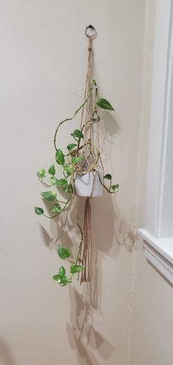 Photos (Devil's ivy)