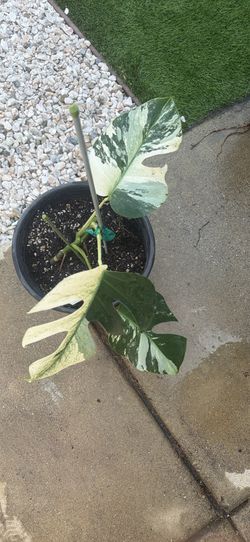 Monstera Mint Jungle Noid