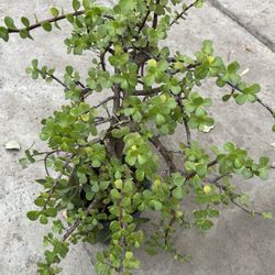 Suculenta