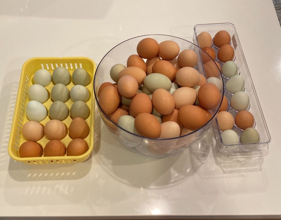 Fresh Eggs