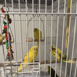 Jaulas De Pájaros 