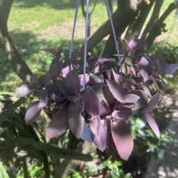 Transcendia /Fuzzy Baby Bunny Bellies