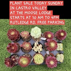 PLANT SHOW & SPORTS CARD SHOW TODAY CASTRO VALLEY MOOSE LODGE TODAY SUNDAY 