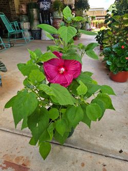 Hardy Hibiscus 🪴 PLANTS ARRIVE, BEAUTIFUL AND HEALTHY. $14 EACH