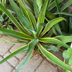 Beautiful Agave Plant