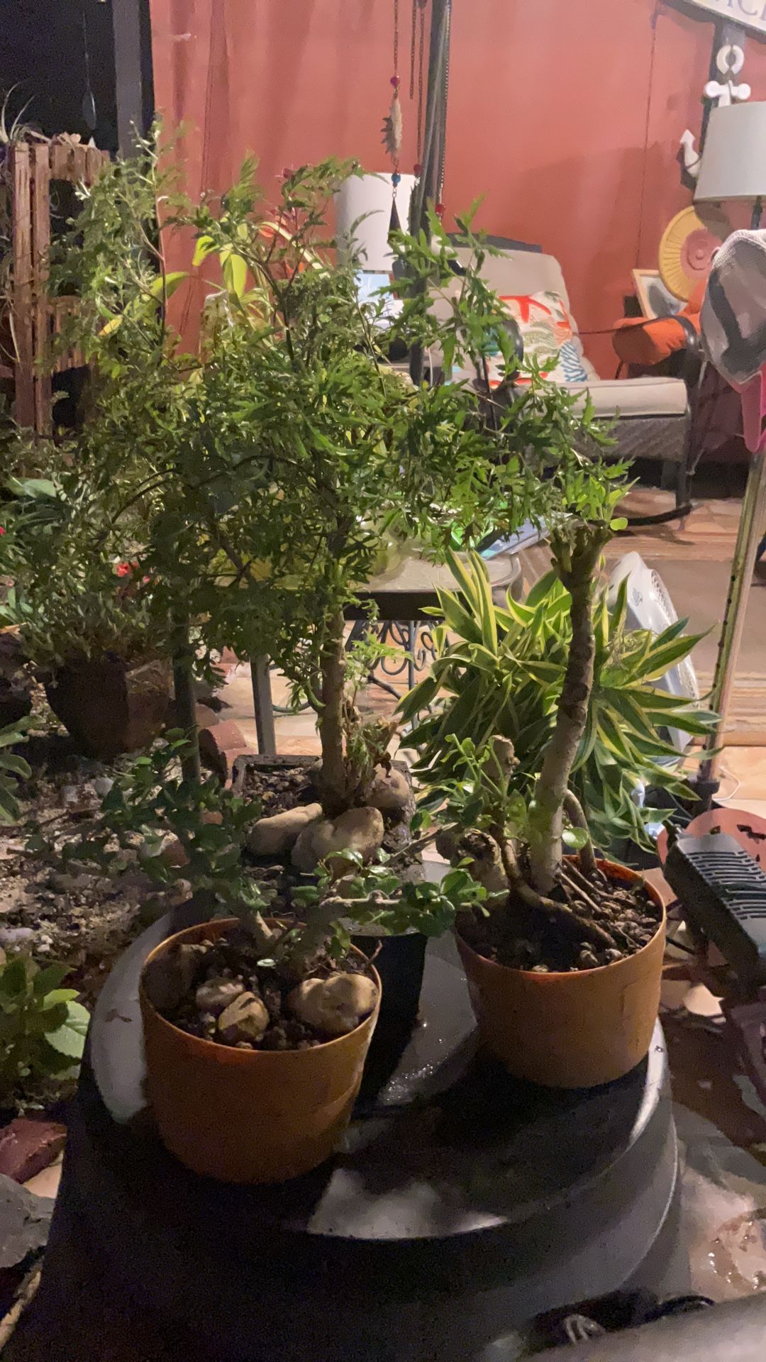 Bonsais. $65-00 $39.00 and $35.00