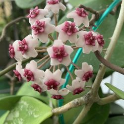 Hoya Obovata