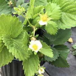 Strawberry Plant