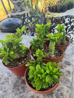 Monadenlum plants