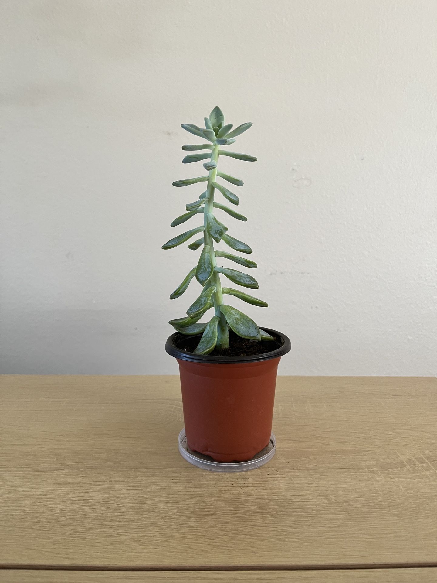 Succulent, 4” Pot
