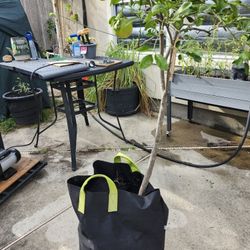 Red Ruby Grapefruit in 25 Gallon Planter Bag