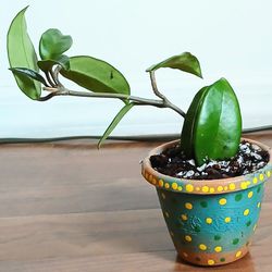 HOYA INDOOR LIVE SMALL HOUSE PLANTS WITH 3 INCH PLASTIC POT 