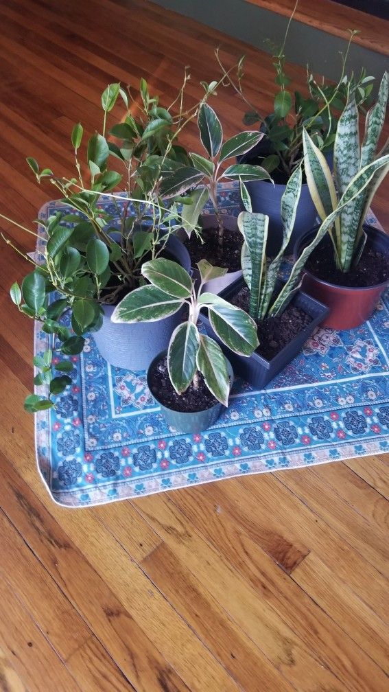 House Plants 