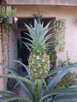 Bromeliad PINEAPPLE Plant $30