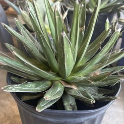 Queen Victoriae Agave 2 Gallon 