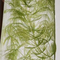 Hornwort - Aquarium Plant