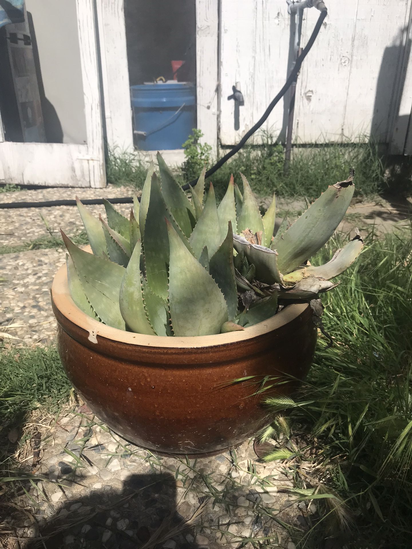 Succulent With Large Pot