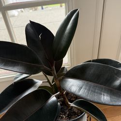 Ficus elastica