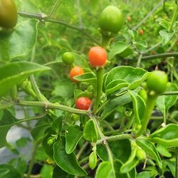 Chiles Del Monte Plants 3gallones Bushes 