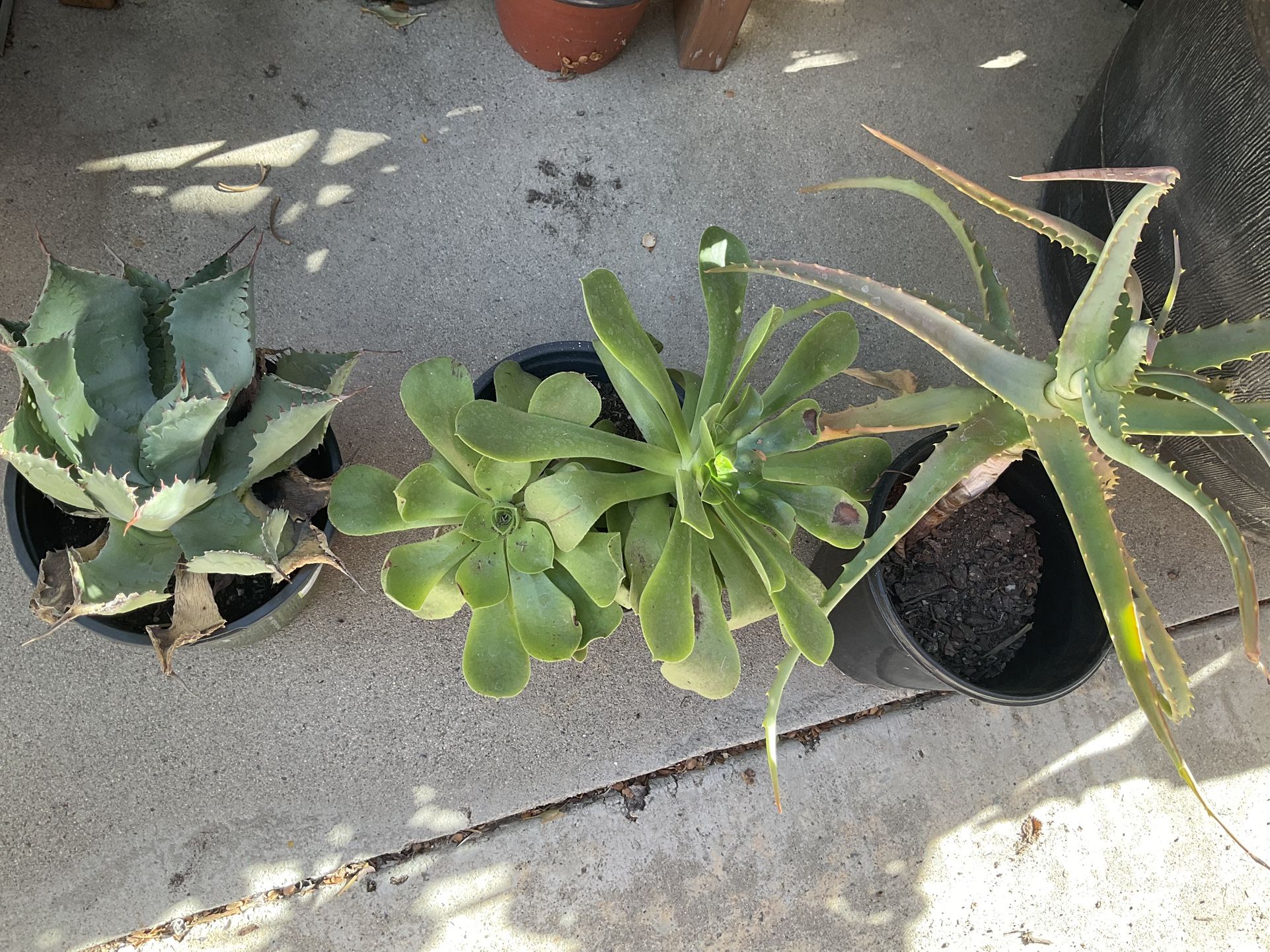 Different Kinds Of Succulents $12 For All