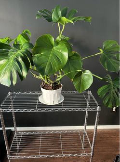 Monstera Plant