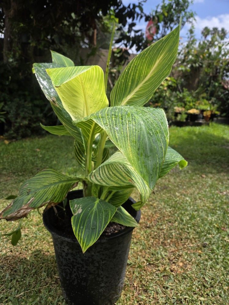 Cannaly Lilly Plant