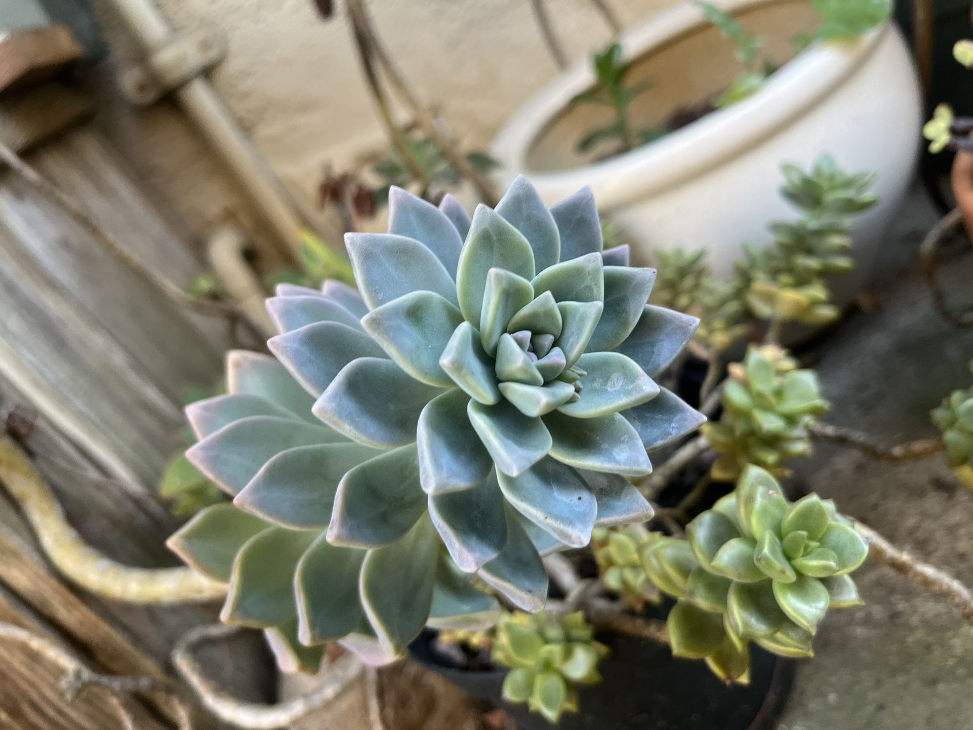 Plants Indoor/Outdoor