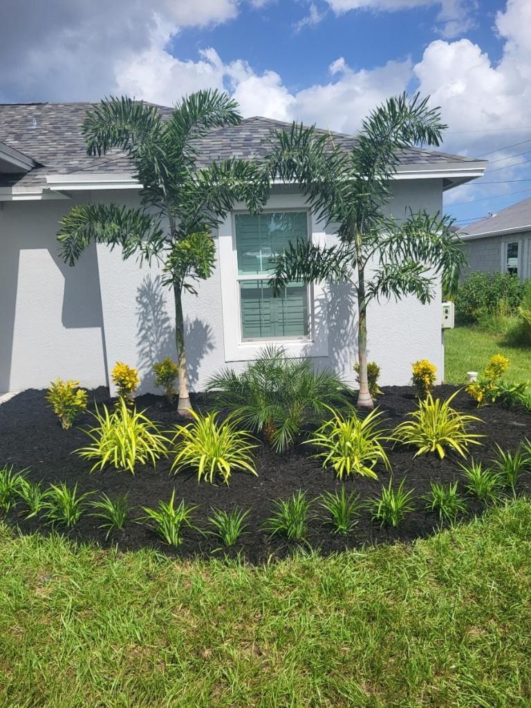 Foxtail Palm