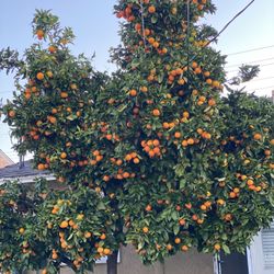 Blood Oranges