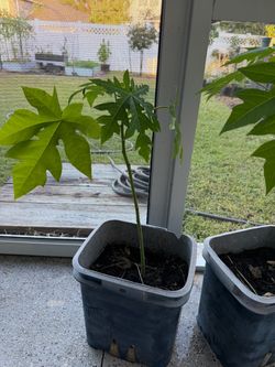 Papaya plant