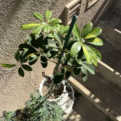 Umbrella Tree