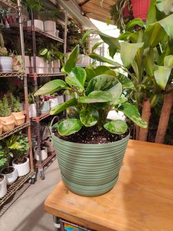 Indoor Plants For $15 Each One