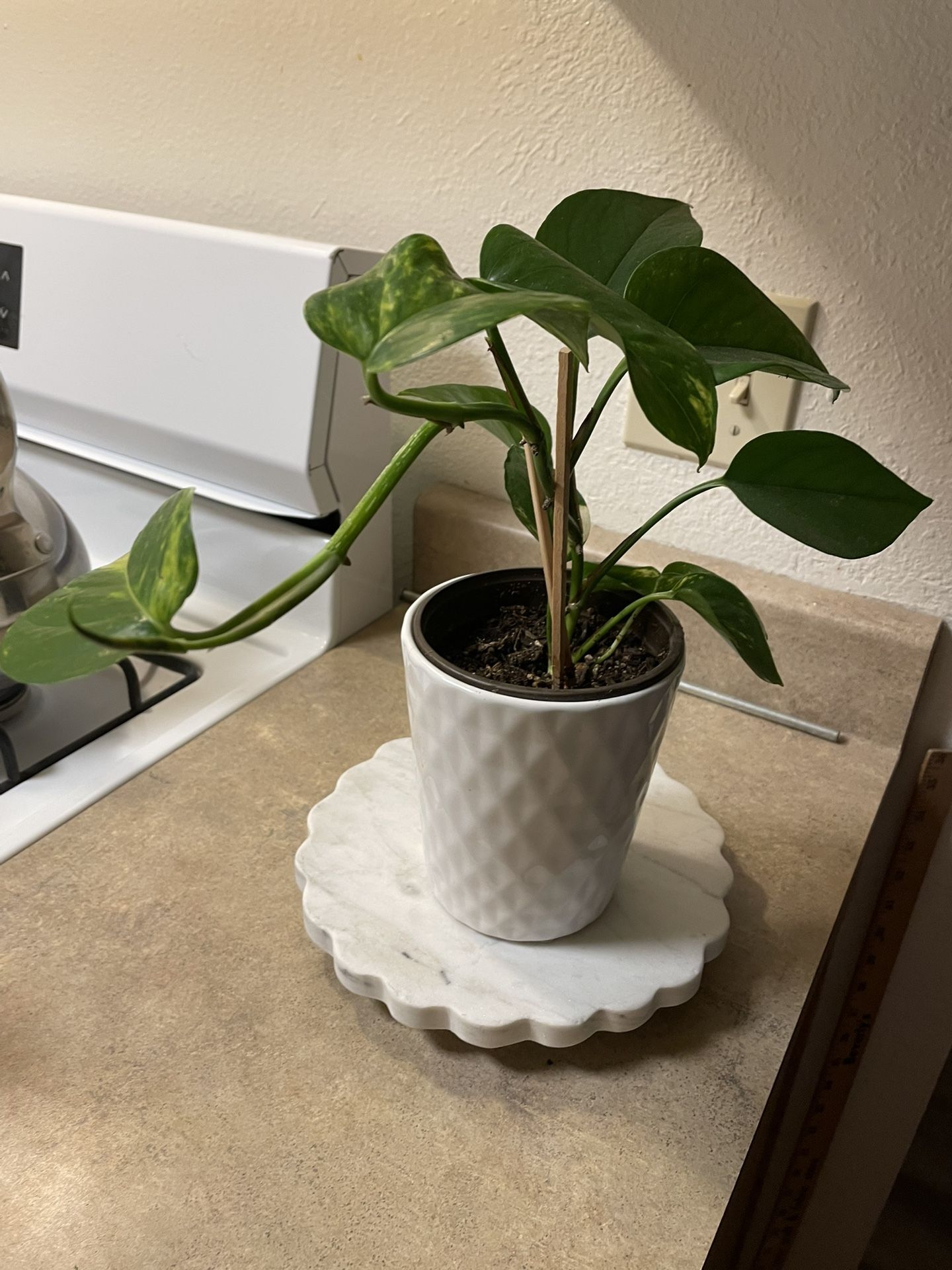 Pothos Plant