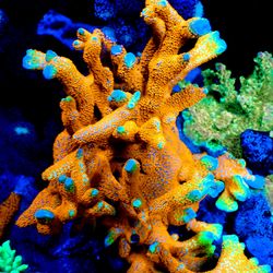 🔥 Saltwater Reef Fish Tank Decorations For Aquariums