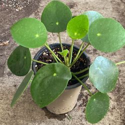 Pelea Chinece Money Plant, House Plant In 6 Inch Pot Pick Up  