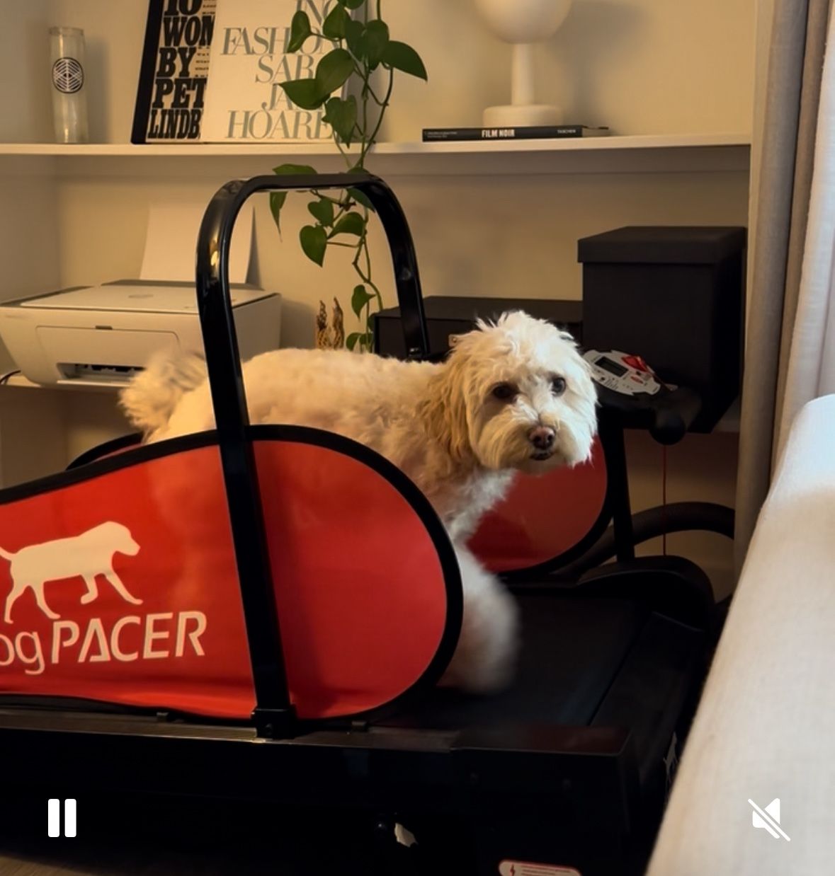 dogPACER LF 3.1 Treadmill