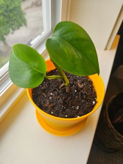Jessenia Potho (Orange pot)