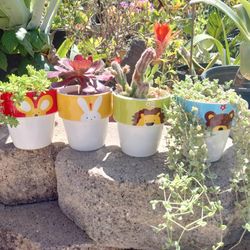 Mini Plants