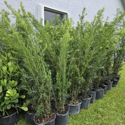 podocarpus  Over 5 ti 6 feet tall Instant Privacy Hedge For Fence 