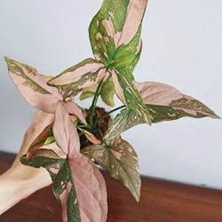 Falling Arrow Pink Splash Syngonium Plants 
