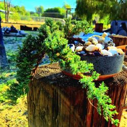 5Yr  Old  Bonsai  Tree 