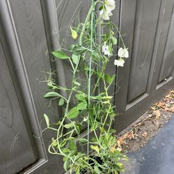 White Sweet Pea Plants