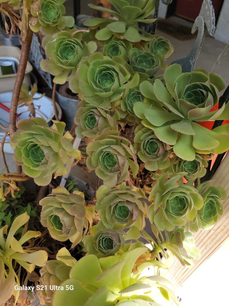 Aeonium Canariense